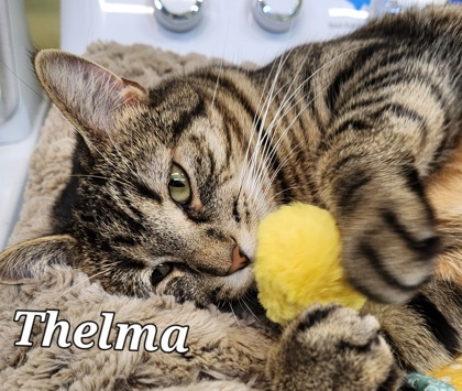 Thelma, an adoptable Domestic Short Hair in De Soto, IA, 50069 | Photo Image 3