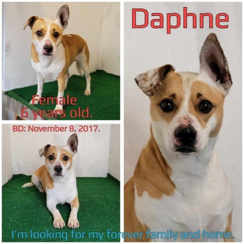 Daphne detail page
