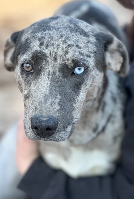 Silver 2024 leopard catahoula