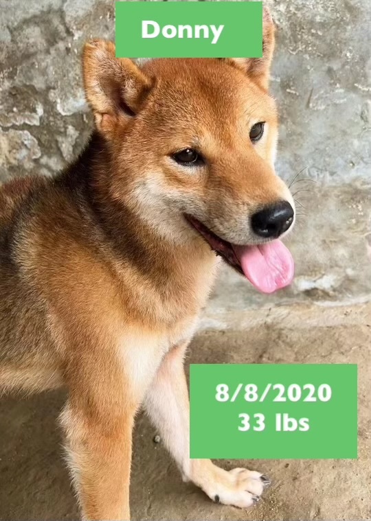 Shiba best sale inu petfinder