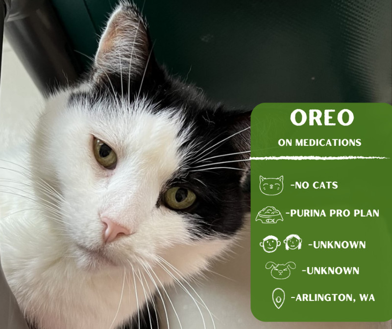 Oreo, an adoptable Domestic Short Hair in Arlington, WA, 98223 | Photo Image 1