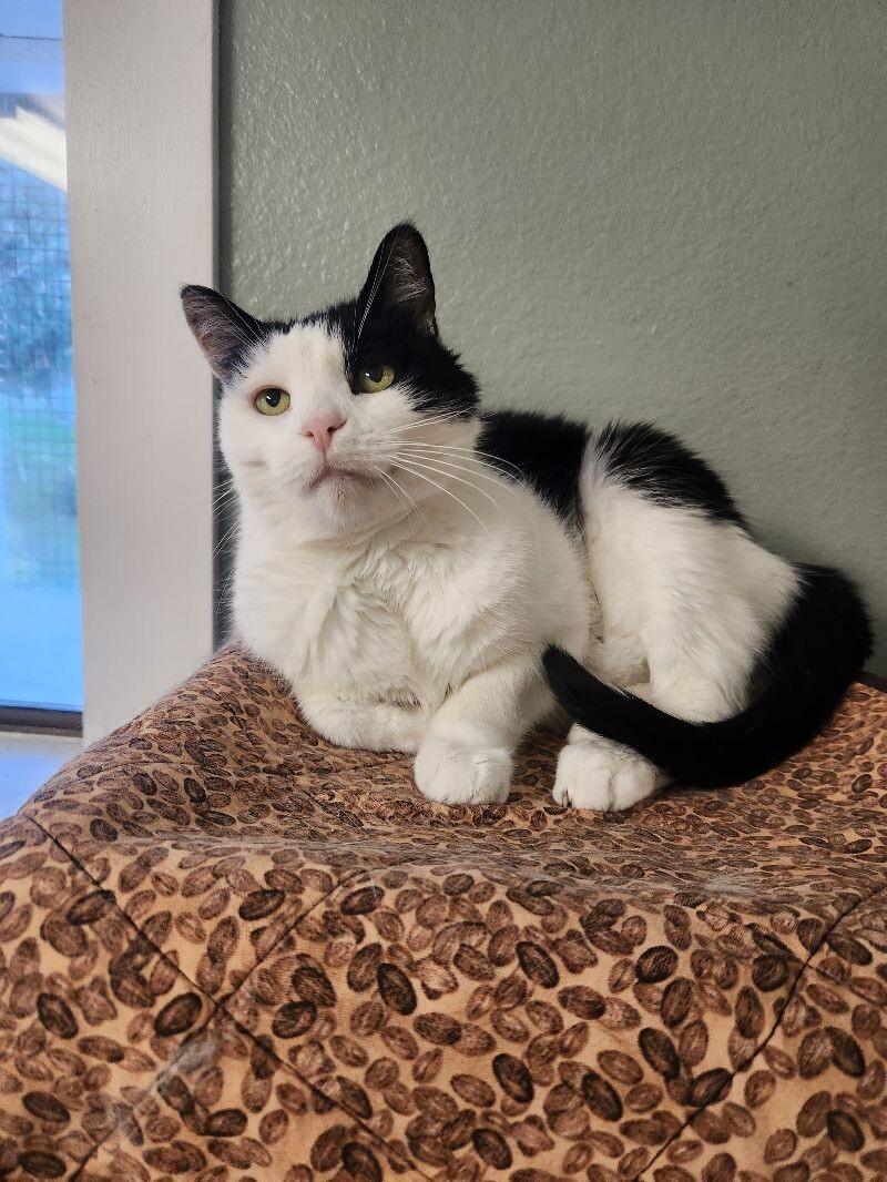 Oreo, an adoptable Domestic Short Hair in Arlington, WA, 98223 | Photo Image 2