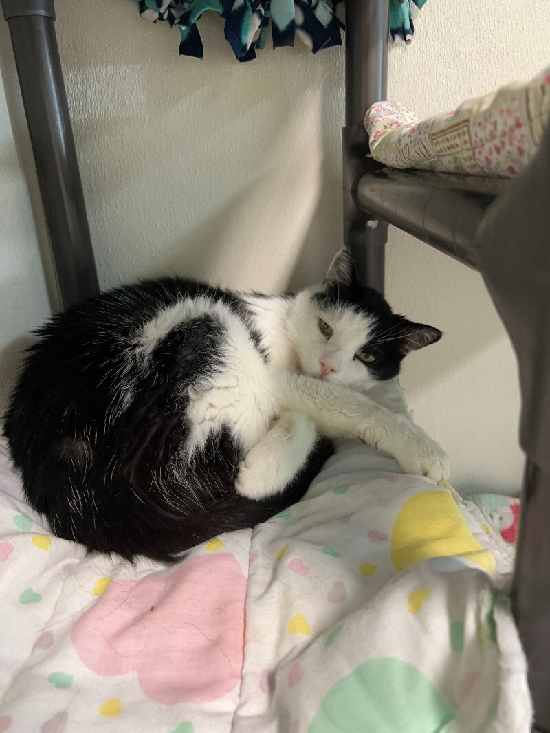 Oreo, an adoptable Domestic Short Hair in Arlington, WA, 98223 | Photo Image 4