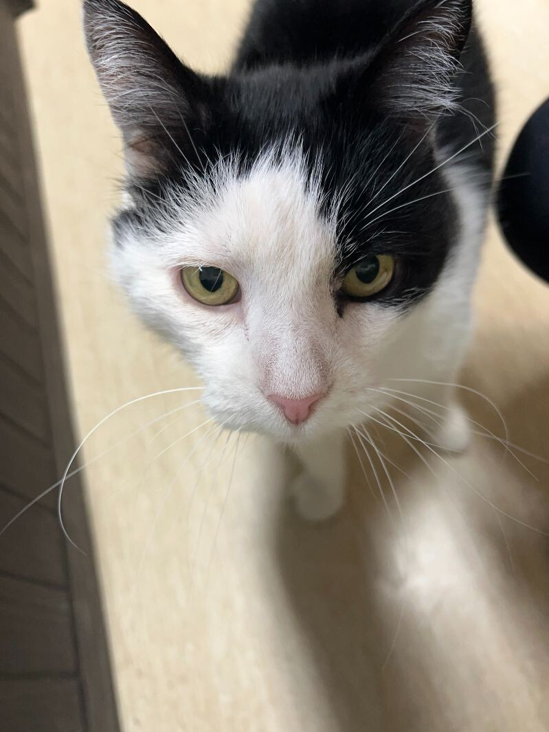 Oreo, an adoptable Domestic Short Hair in Arlington, WA, 98223 | Photo Image 5