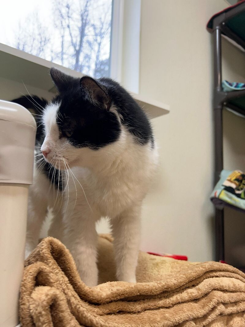 Oreo, an adoptable Domestic Short Hair in Arlington, WA, 98223 | Photo Image 6