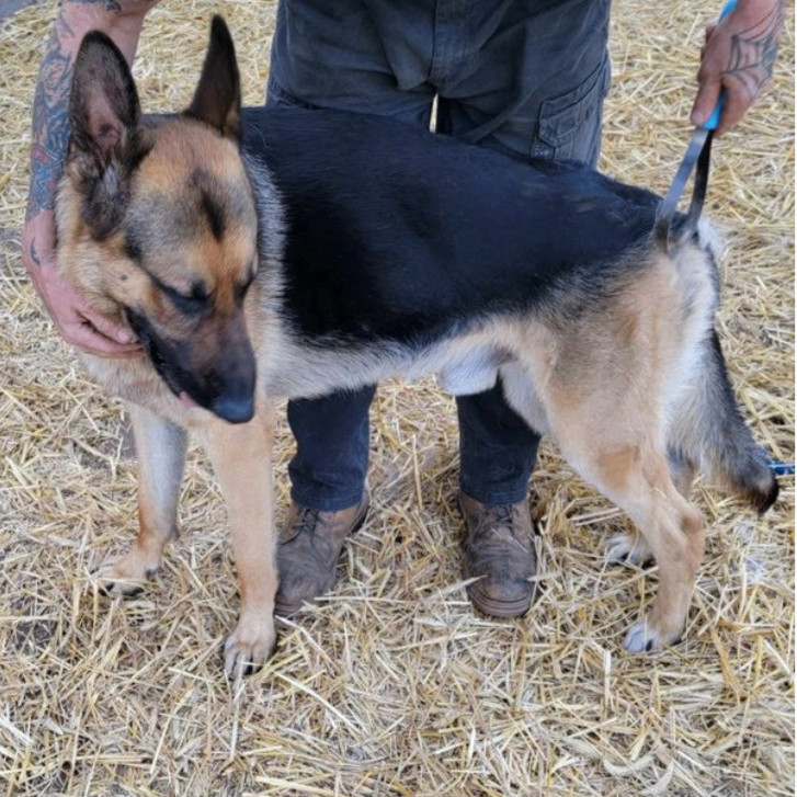 Kovu, an adoptable German Shepherd Dog in Mauston, WI, 53948 | Photo Image 2