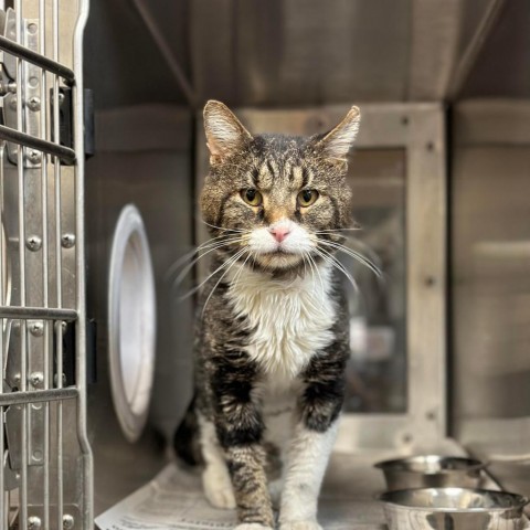 Sugar Daddy, an adoptable Domestic Short Hair in Wichita, KS, 67278 | Photo Image 2