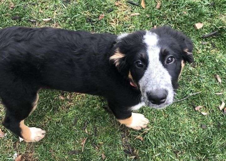 Dog for adoption Pickles, a German Shepherd Dog Mix in Oakley, CA