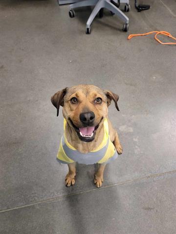 Rhodesian ridgeback and beagle sales mix