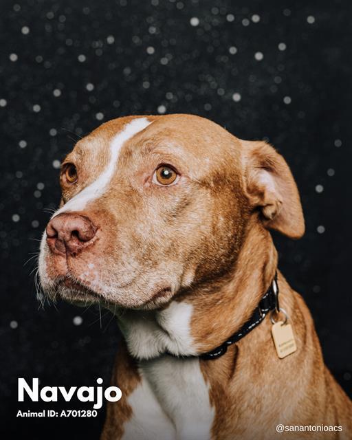 NAVAJO 1