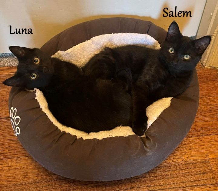 Salem 1