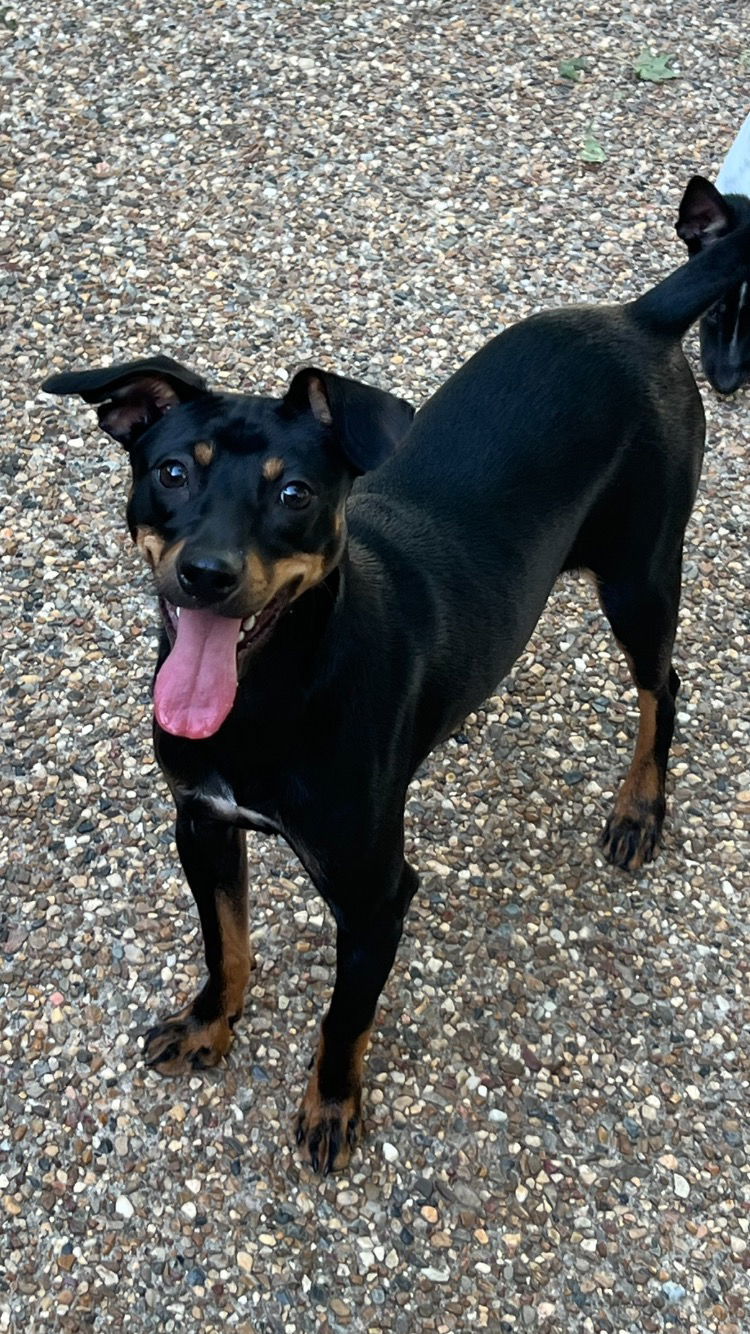 Nacho, an adoptable Chihuahua, Rat Terrier in Texarkana, TX, 75503 | Photo Image 1