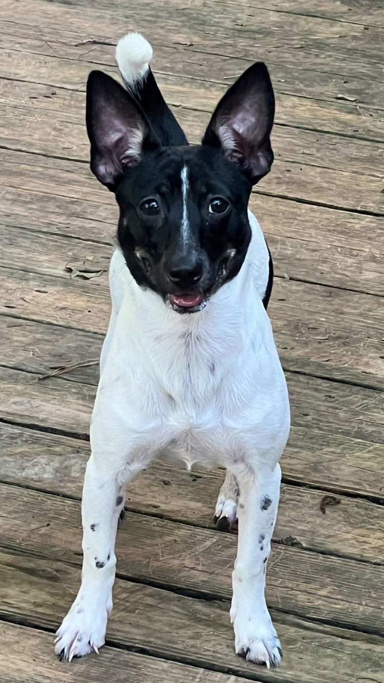 Macy, an adoptable Chihuahua, Rat Terrier in Texarkana, TX, 75503 | Photo Image 2