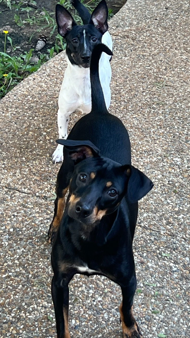 Macy, an adoptable Chihuahua, Rat Terrier in Texarkana, TX, 75503 | Photo Image 3