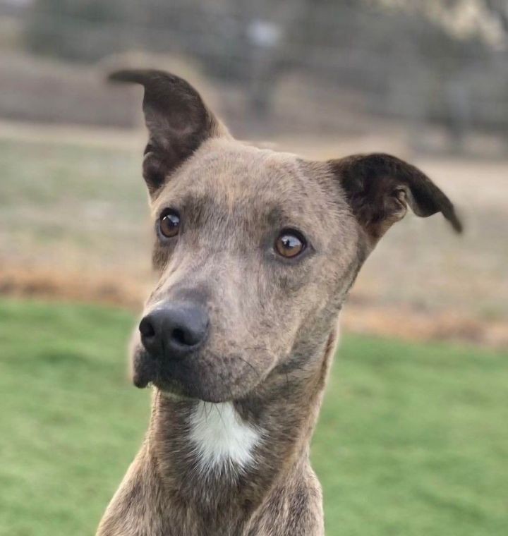 Mountain cur sale whippet mix