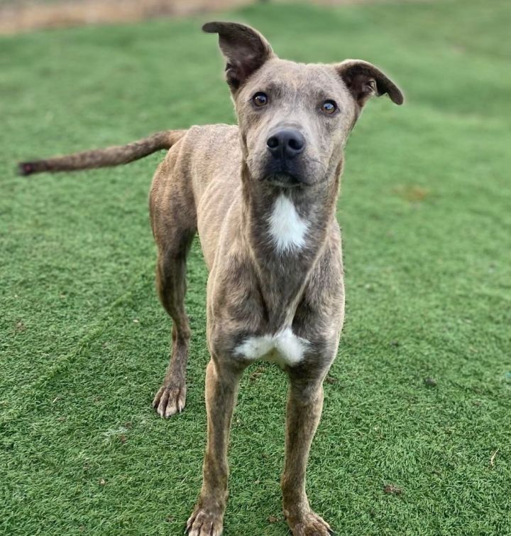 Mountain cur whippet store mix