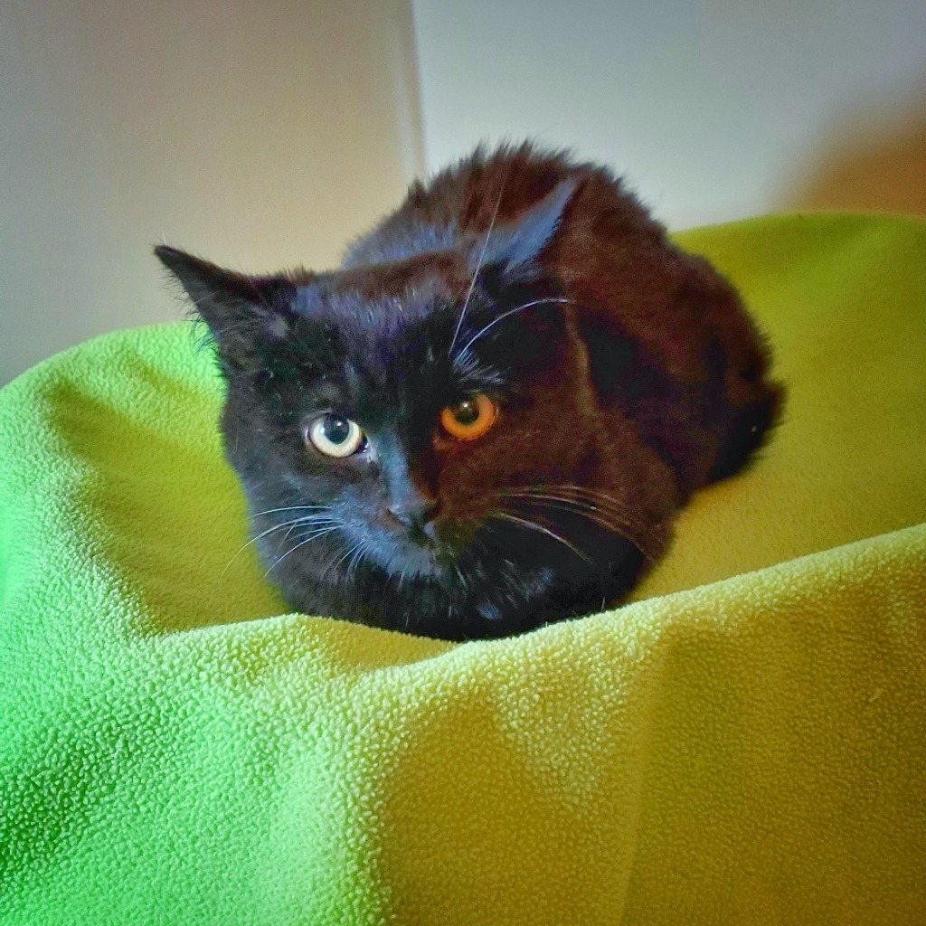 Ishtar, an adoptable Domestic Short Hair in Salt Lake City, UT, 84117 | Photo Image 2