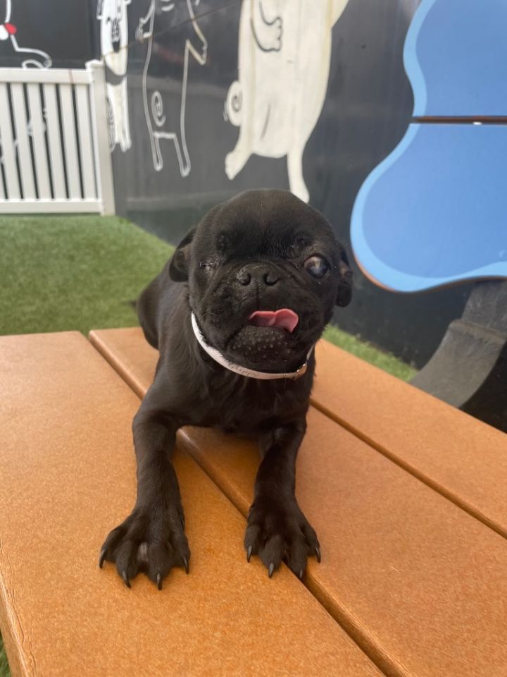 Guppy the cheap pug