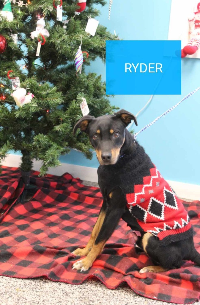 Ryder 2