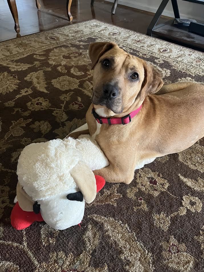 Baby store mountain cur