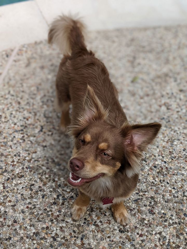 Australian shepherd hot sale dachshund mix