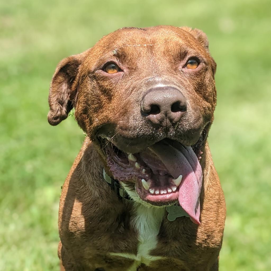 Thanos, an adoptable Mixed Breed in Warrensburg, MO, 64093 | Photo Image 1