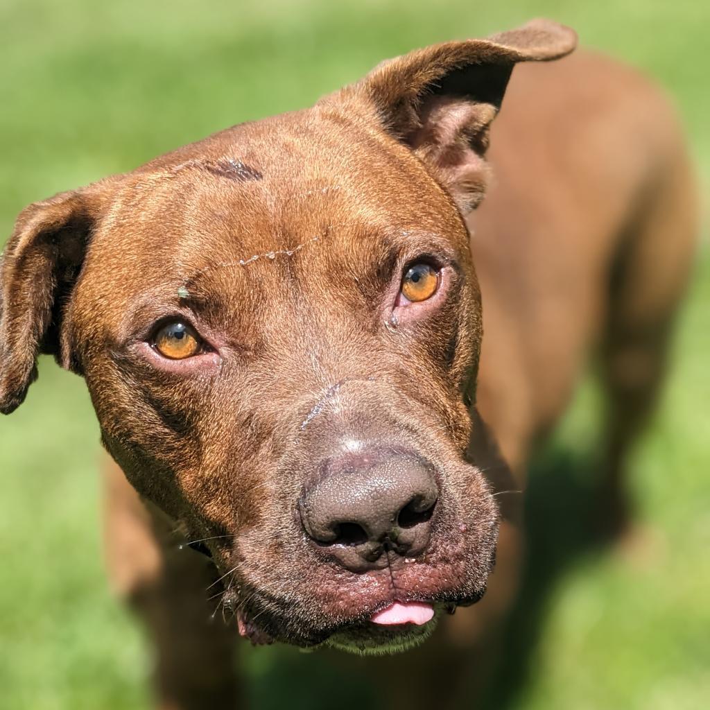 Thanos, an adoptable Mixed Breed in Warrensburg, MO, 64093 | Photo Image 3