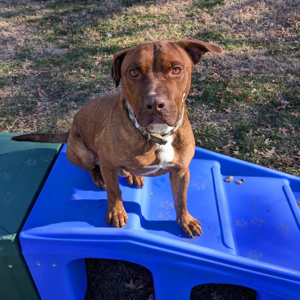 Thanos, an adoptable Mixed Breed in Warrensburg, MO, 64093 | Photo Image 3