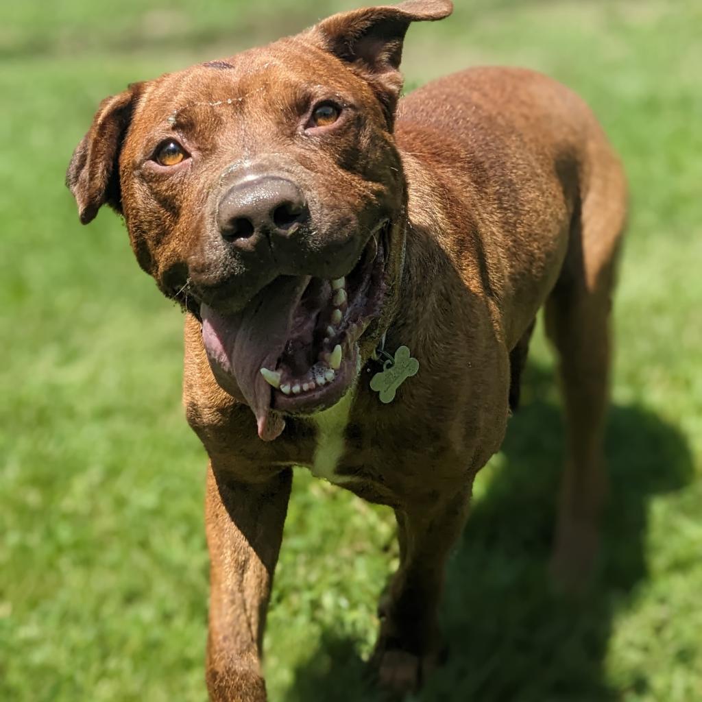 Thanos, an adoptable Mixed Breed in Warrensburg, MO, 64093 | Photo Image 4