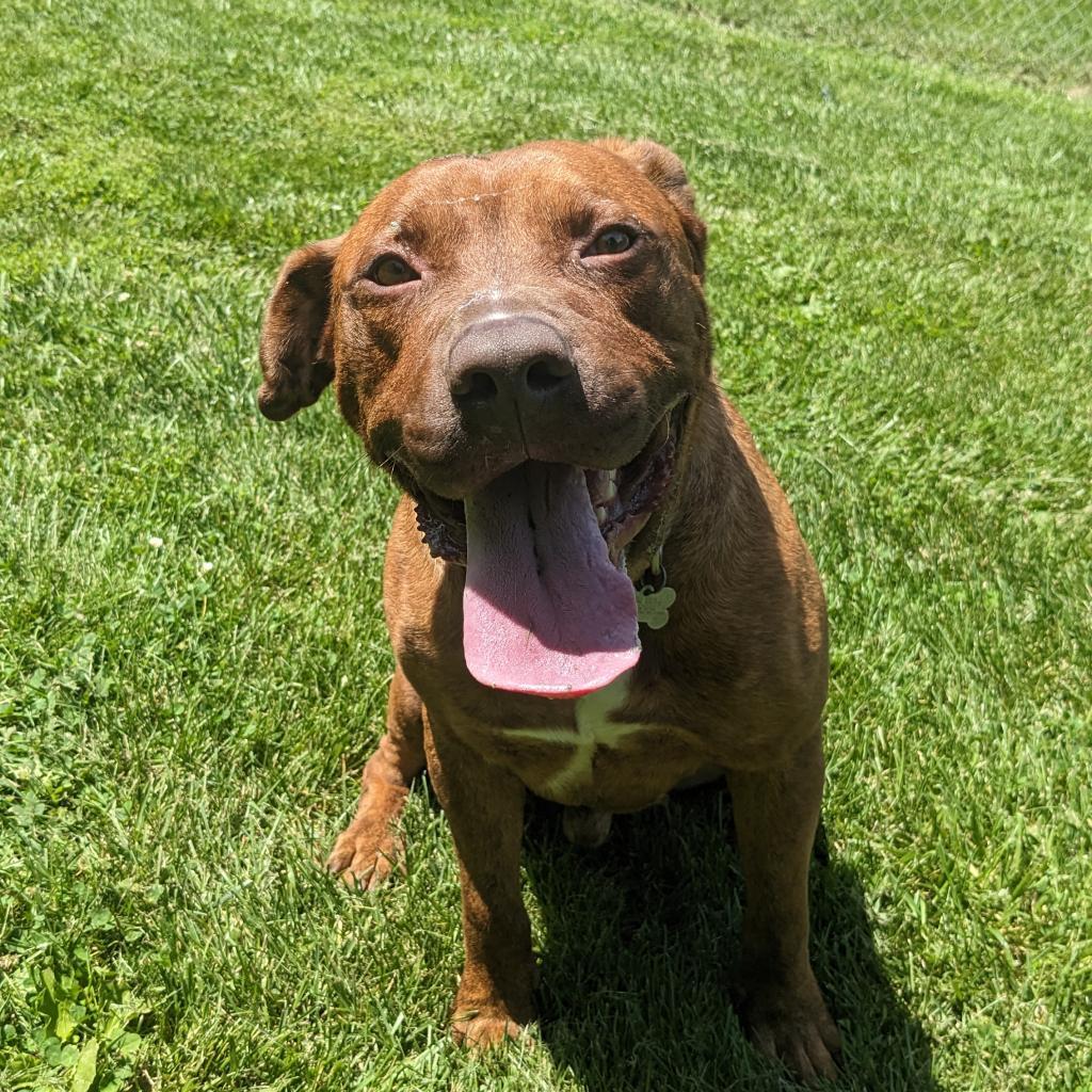 Thanos, an adoptable Mixed Breed in Warrensburg, MO, 64093 | Photo Image 5