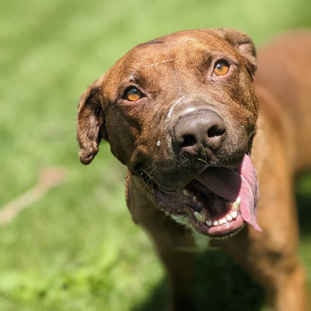 Thanos, an adoptable Mixed Breed in Warrensburg, MO, 64093 | Photo Image 6