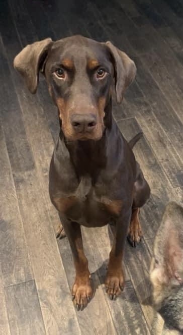 Bruno (Located in CALGARY, AB), an adoptable Doberman Pinscher in Edmonton, AB, T6E 0T7 | Photo Image 3