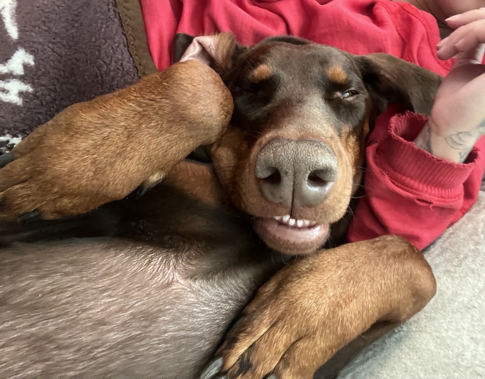 Bruno (Located in CALGARY, AB), an adoptable Doberman Pinscher in Edmonton, AB, T6E 0T7 | Photo Image 4
