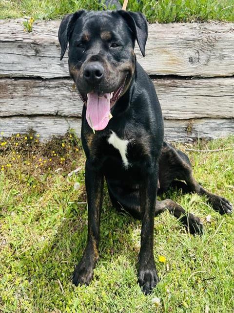 STELLA ROSE, an adoptable Rottweiler, Mixed Breed in Albuquerque, NM, 87112 | Photo Image 1