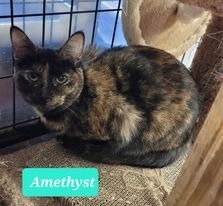 Amethyst, Young Female unknown