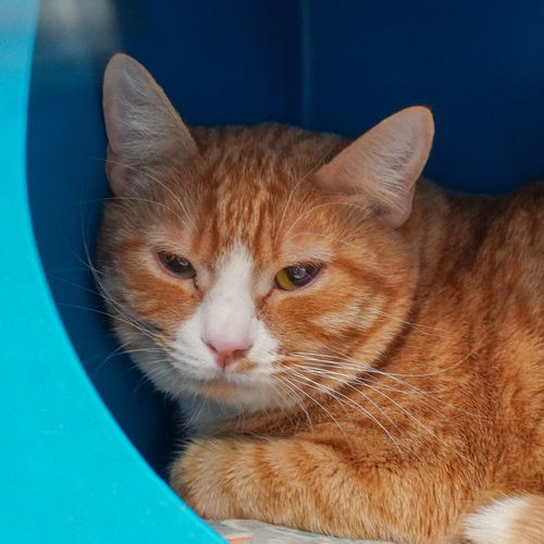 Whitlam (and Whitley), an adoptable Domestic Short Hair in Santa Fe, NM, 87501 | Photo Image 1