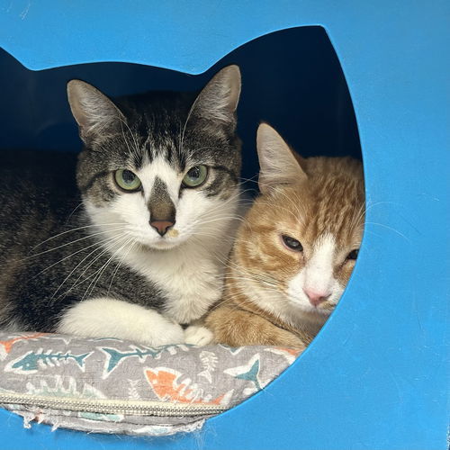 Whitlam (and Whitley), an adoptable Domestic Short Hair in Santa Fe, NM, 87501 | Photo Image 2