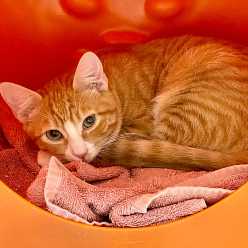 Whitlam (and Whitley), an adoptable Domestic Short Hair in Santa Fe, NM, 87501 | Photo Image 3