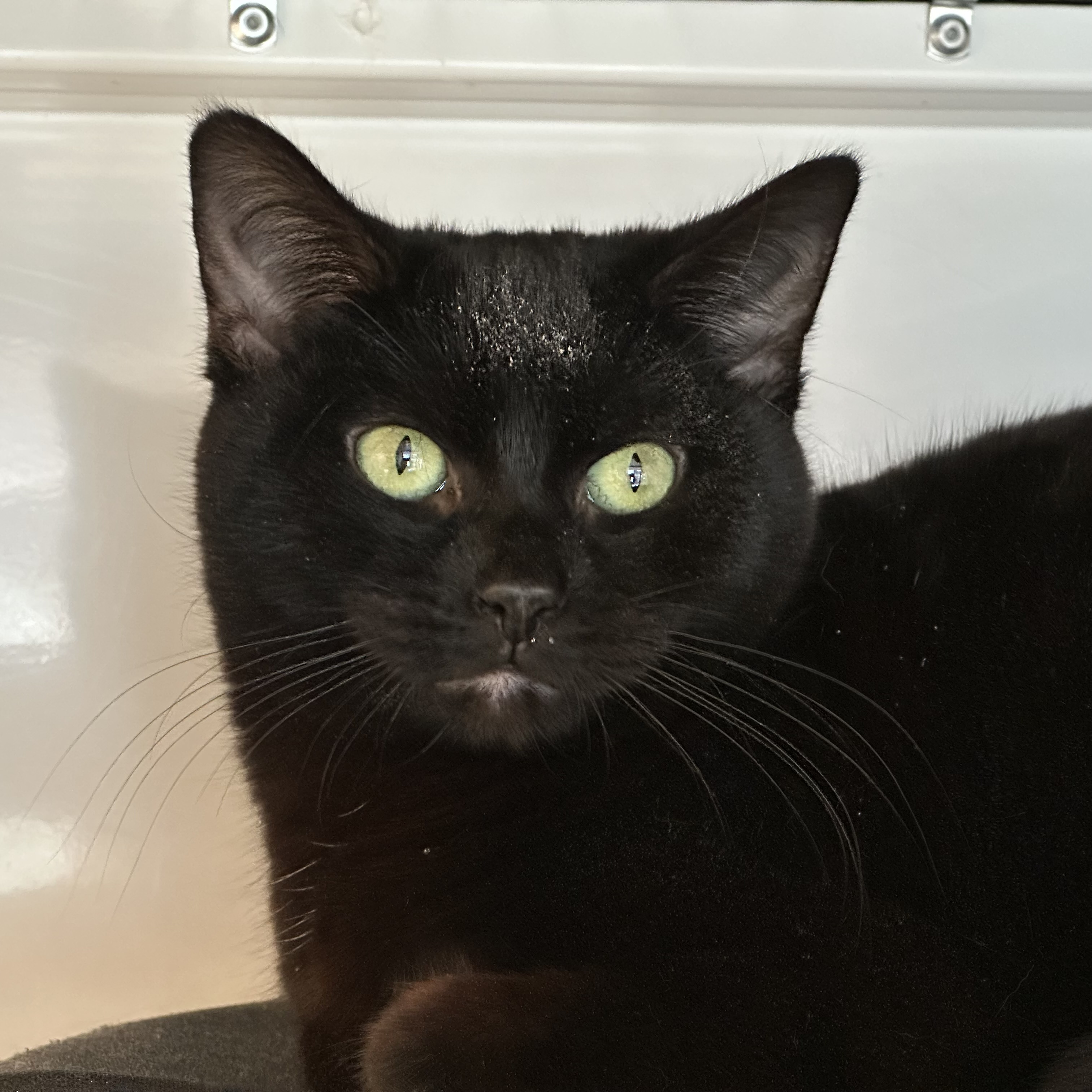 Cochin, an adoptable Domestic Short Hair in Santa Fe, NM, 87501 | Photo Image 1