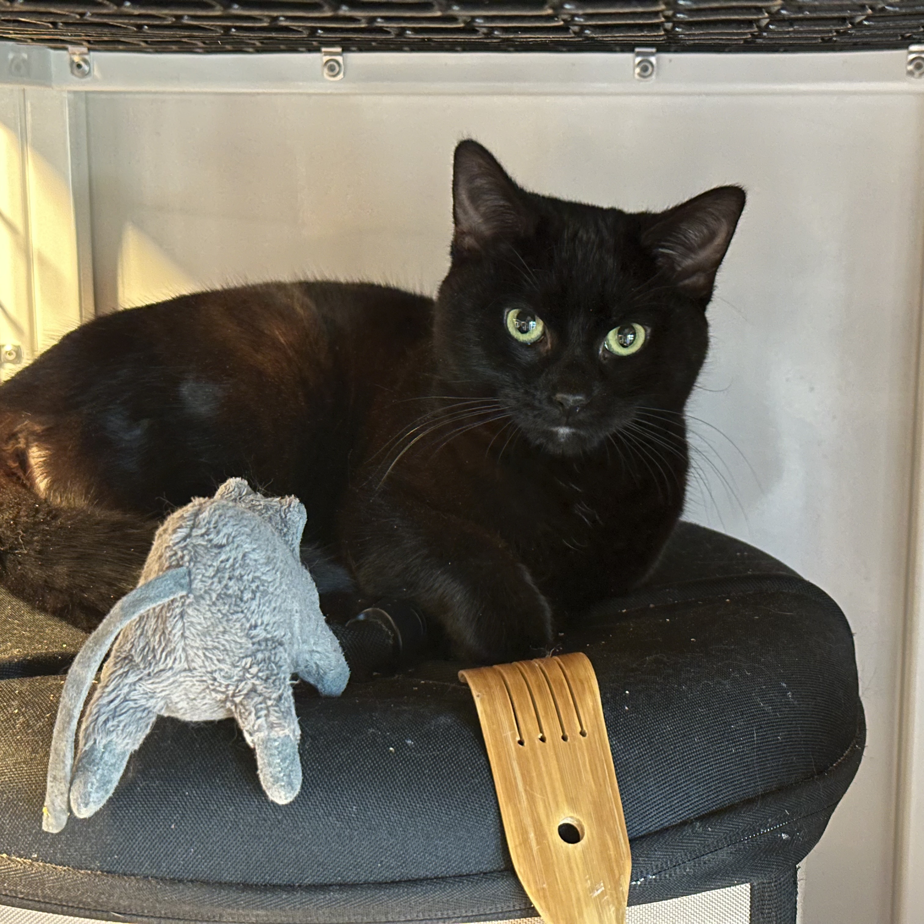 Cochin, an adoptable Domestic Short Hair in Santa Fe, NM, 87501 | Photo Image 2