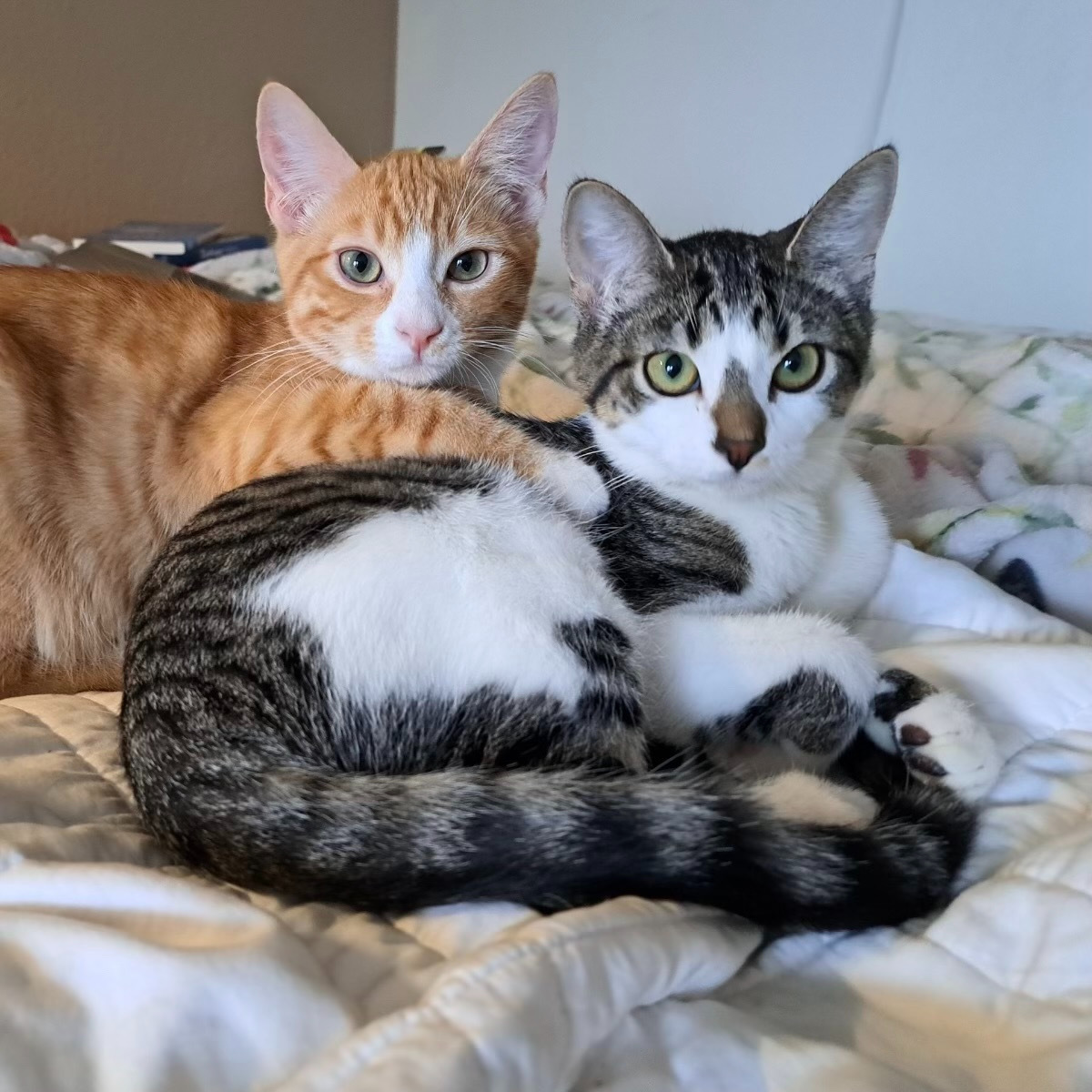 Whitley (and Whitlam), an adoptable Domestic Short Hair in Santa Fe, NM, 87501 | Photo Image 2
