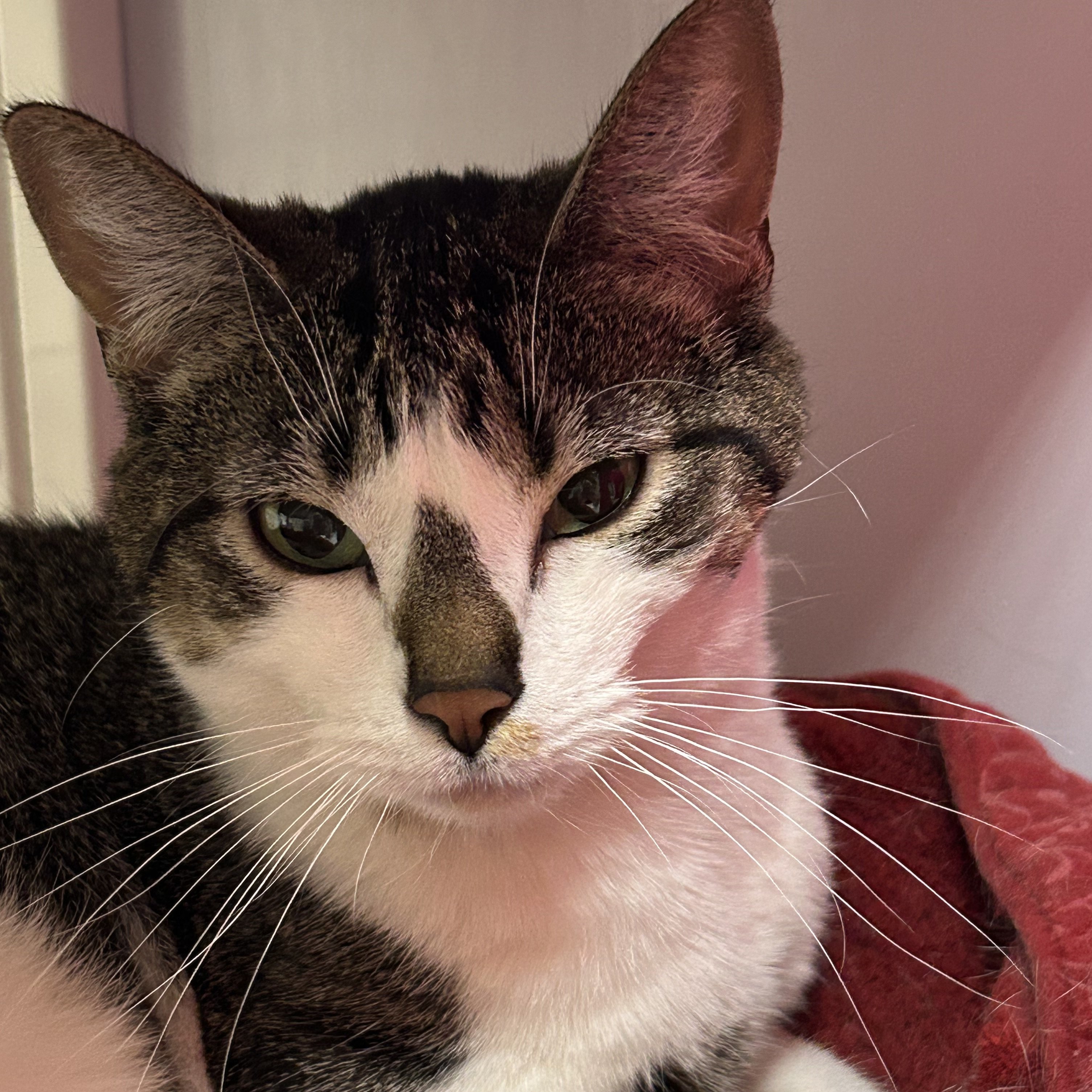 Whitley (and Whitlam), an adoptable Domestic Short Hair in Santa Fe, NM, 87501 | Photo Image 3