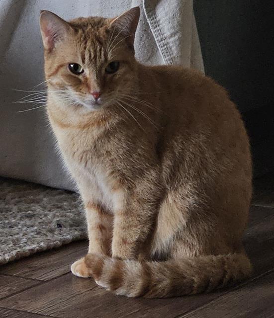 CLEMENTINE, an adoptable Domestic Short Hair in Fort Walton Beach, FL, 32548 | Photo Image 1