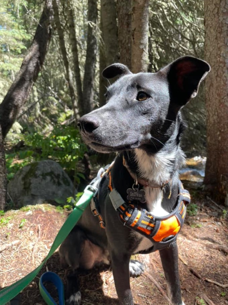 Grubup, an adoptable Cattle Dog in Fort Lupton, CO, 80621 | Photo Image 1