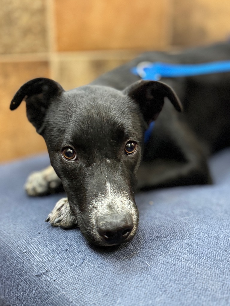 Grubup, an adoptable Cattle Dog in Fort Lupton, CO, 80621 | Photo Image 2