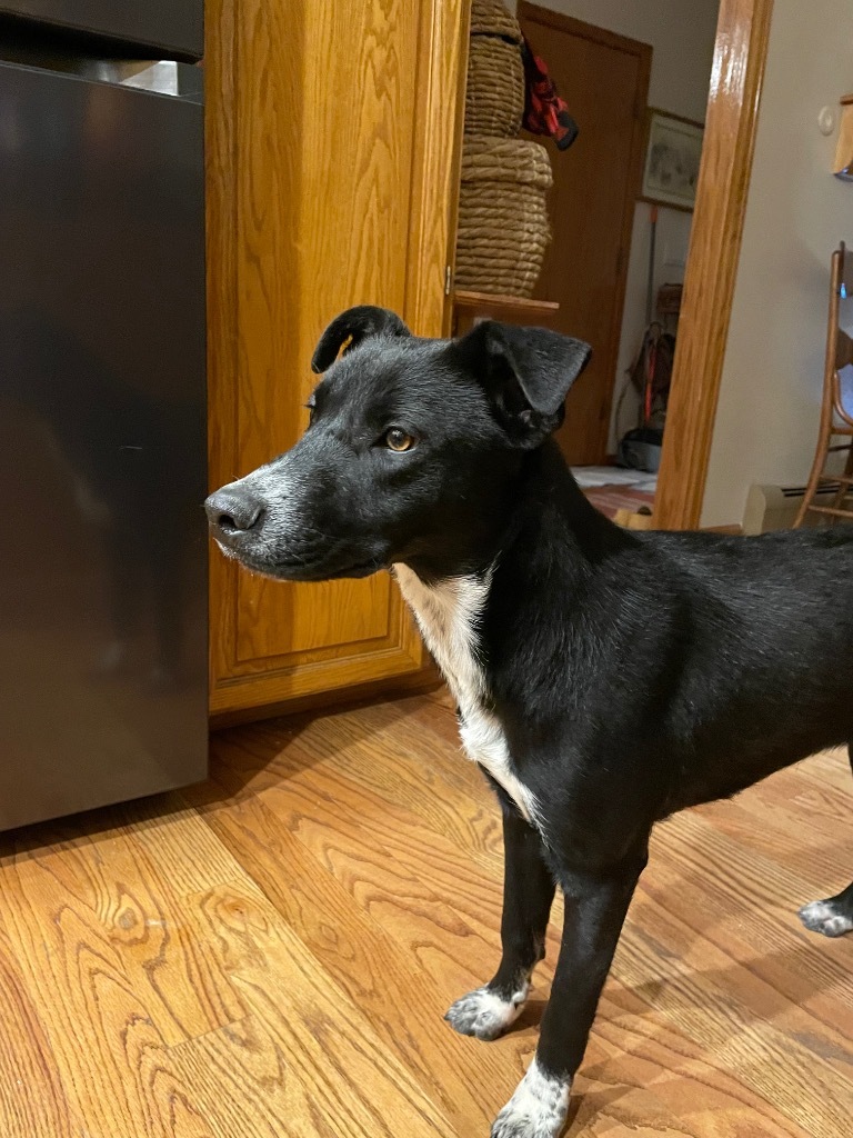 Grubup, an adoptable Cattle Dog in Fort Lupton, CO, 80621 | Photo Image 3