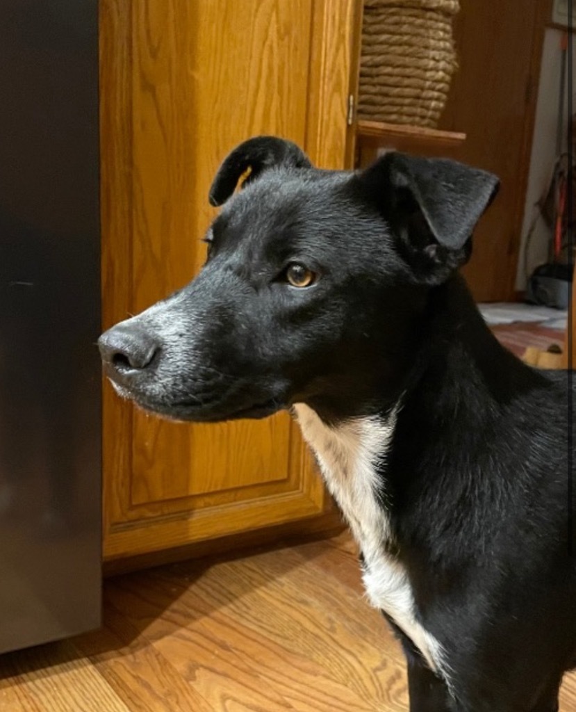 Grubup, an adoptable Cattle Dog in Fort Lupton, CO, 80621 | Photo Image 5