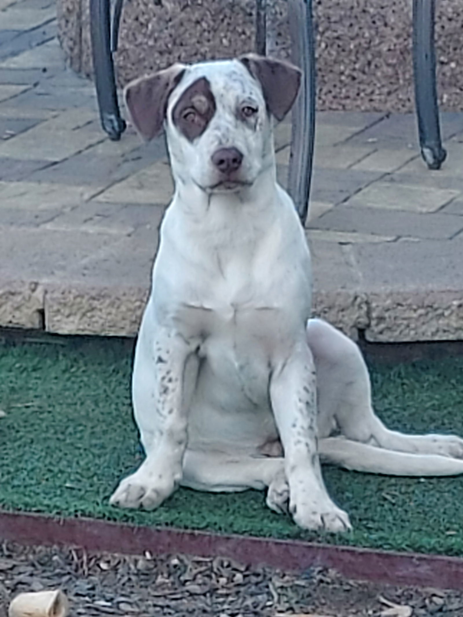 Patch, an adoptable Coonhound in Mentone, CA, 92359 | Photo Image 1