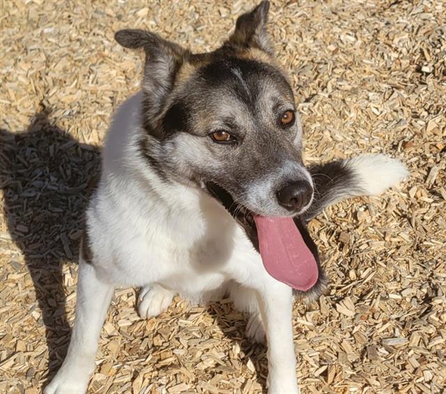 LASAGNA, an adoptable Australian Shepherd, Mixed Breed in Albuquerque, NM, 87121 | Photo Image 1