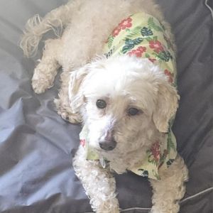 Kody is a 6 year old 12 pound Poodle mix Kody is a very laid back dog who loves to
